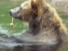 Bear River GIF - Bear River Junk GIFs