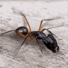 Sugar Ant Insect GIF - Sugar Ant Ant Insect GIFs