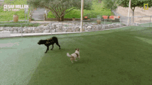 Hyper Dog Cesar Millan Better Human Better Dog GIF - Hyper Dog Cesar Millan Better Human Better Dog Full Of Energy GIFs