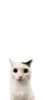 a white cat laying upside down on a white background looking at the camera