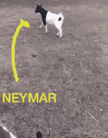 Neymar Messi GIF