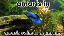 Amaris Amarisswim GIF - Amaris Amarisswim Betafishamaris GIFs