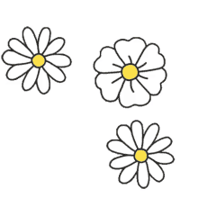 daisy daisies