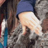 a woman in a blue jacket is holding a rabbit in her hand .