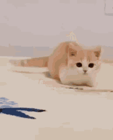Meow Cat GIF - Meow Cat GIFs