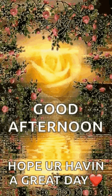 Good Afternoon GIFs | Tenor