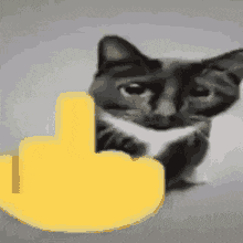 a cat is giving the middle finger to a yellow smiley face .