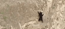Bear Scaling Mountain GIF