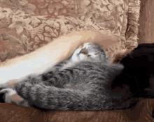 Cat Funny GIF - Cat Funny Tail GIFs