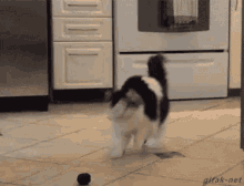 Cat Scared GIF - Cat Scared Freakout GIFs