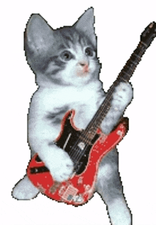 playing guitar cat