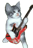 kitty playing guitar