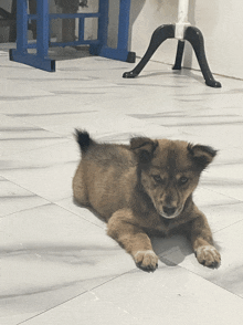a brown puppy laying on a tiled floor