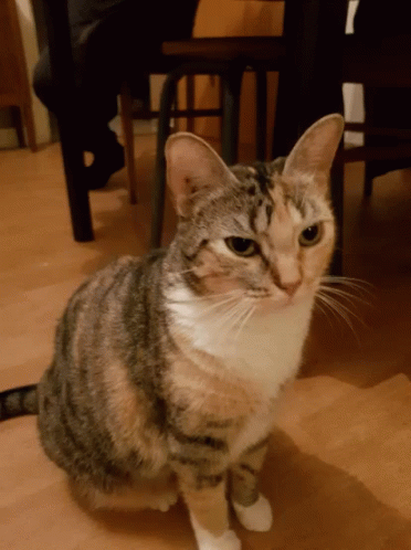 Funny Animals Cats GIF - Funny Animals Cats Cat Attack - Discover & Share  GIFs