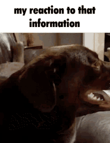Crazymariobros My Dog GIF - Crazymariobros My Dog My Reaction To That Information GIFs