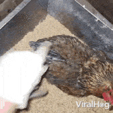 Ive Laid An Egg Chicken GIF - Ive Laid An Egg Chicken Hen GIFs