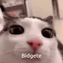 a close up of a cat 's face with the words bidgete written below it