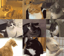 Cat1 GIF - Cat1 GIFs