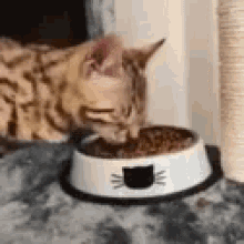 cat hungry