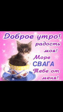 a kitten is sitting in a cup on a saucer with a pink background