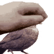 pet gif pet chicken coop merel pet gif pet chicken coop merel