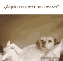 Dog Relax GIF