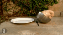 This Is A Bowl Of Adorable.  GIF - Cute Puppy Dogs GIFs
