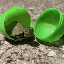 Easter Turtle GIF