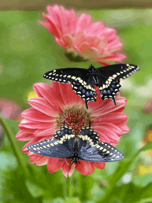 Gerberdaisies Blackswallowtailbutterflies GIF - Gerberdaisies Blackswallowtailbutterflies GIFs