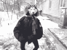 Ay Yo Snow GIF - Dog Husky Winter GIFs