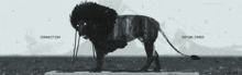 a black and white image of a lion with the words connection and established written below it