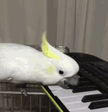Piano Bird GIF - Piano Bird Birb GIFs