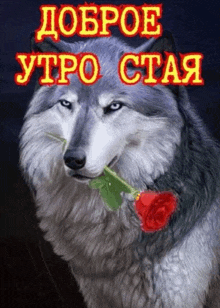 a wolf with a red rose in its mouth is on a poster .