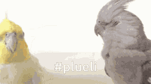 Plueli GIF - Plueli GIFs
