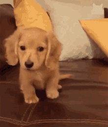 Huh Confused GIF - Huh Confused What GIFs