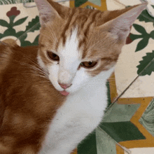 a close up of a brown and white cat with its tongue hanging out