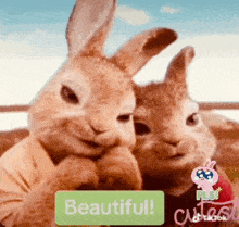 Beautifu Bunnies Cute Bunnies GIF - Beautifu Bunnies Cute Bunnies Bunnies GIFs