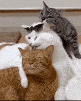 a group of cats are laying on top of each other and one of them is licking the other 's face