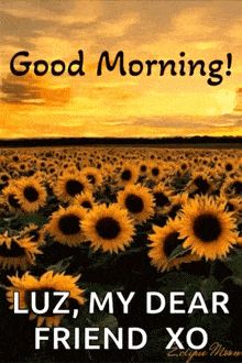 Good Morning Sunflowers GIF - Good Morning Sunflowers Field GIFs