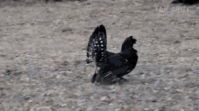 Running In Hurry GIF - Running In Hurry Angry GIFs
