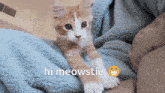 Hello Cat GIF - Hello Cat Meowstie GIFs