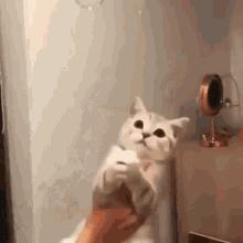 Cat Cats GIF - Cat Cats Bubbles GIFs