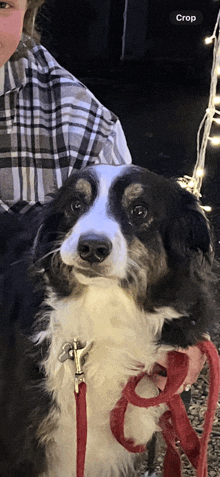 a black and white dog with a red leash is being held by a woman