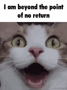 No Return Cat GIF - No Return Cat GIFs