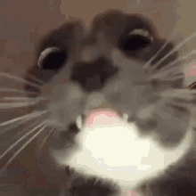 Cat Is Super Cool And Here Cat GIF - Cat Is Super Cool And Here Cat Cute -  Discover & Share GIFs