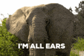 Veramesi Elephant GIF - Veramesi Elephant Listening GIFs