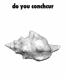 do you concur sea conch shell conch conchcur