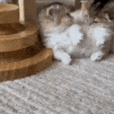 a cat and a puppy are laying on a carpet .