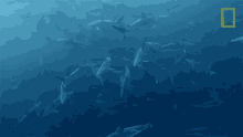 Shark Infested Waters 50shades Of Shark GIF - Shark Infested Waters 50shades Of Shark Watch Out For Sharks GIFs