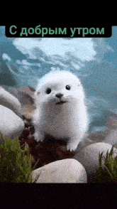 a white seal is standing on some rocks in the water with a foreign language written above it